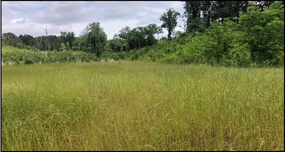 34.2 Acres in Attala County in Sallis, MS 