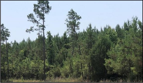39.8 Acres in Attala County in Sallis, MS 