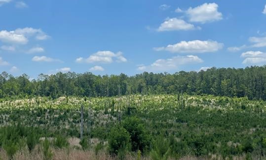 77.1 Acres in Madison County in Canton, MS 