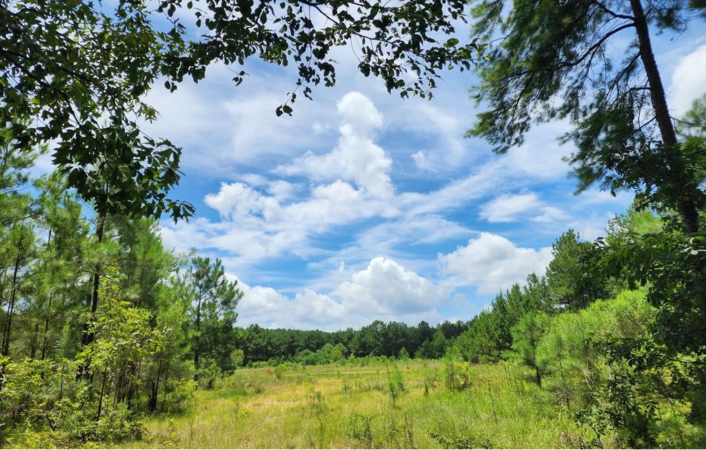 78 Acres in Wilkinson County in Crosby, MS