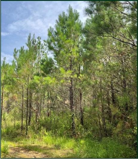 86.1 Acres in Carroll County in West, MS 