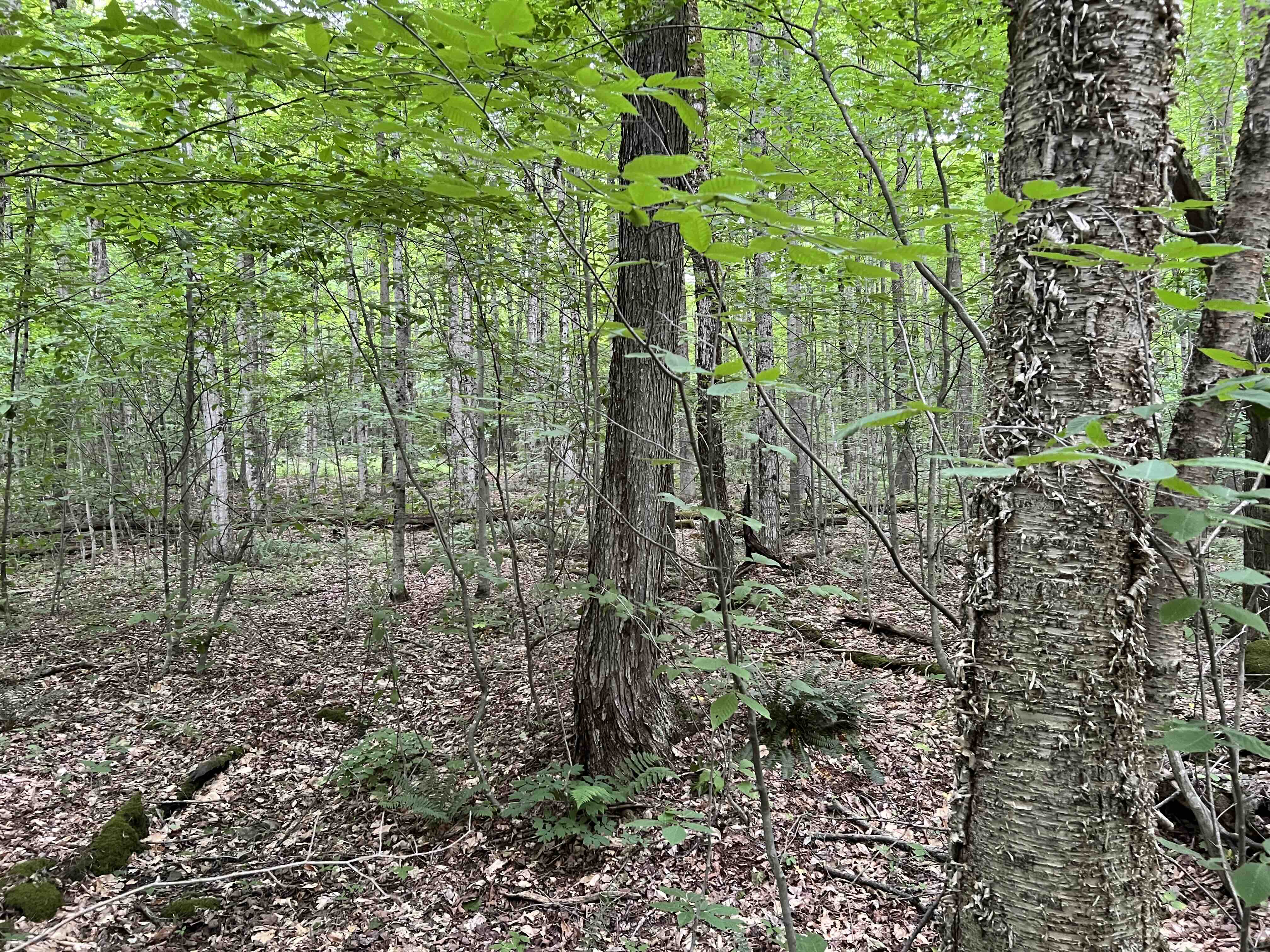 40 acres Wooded Hunting and Recreational Property with Marketable Timber in Taylor NY Hawley Woods R