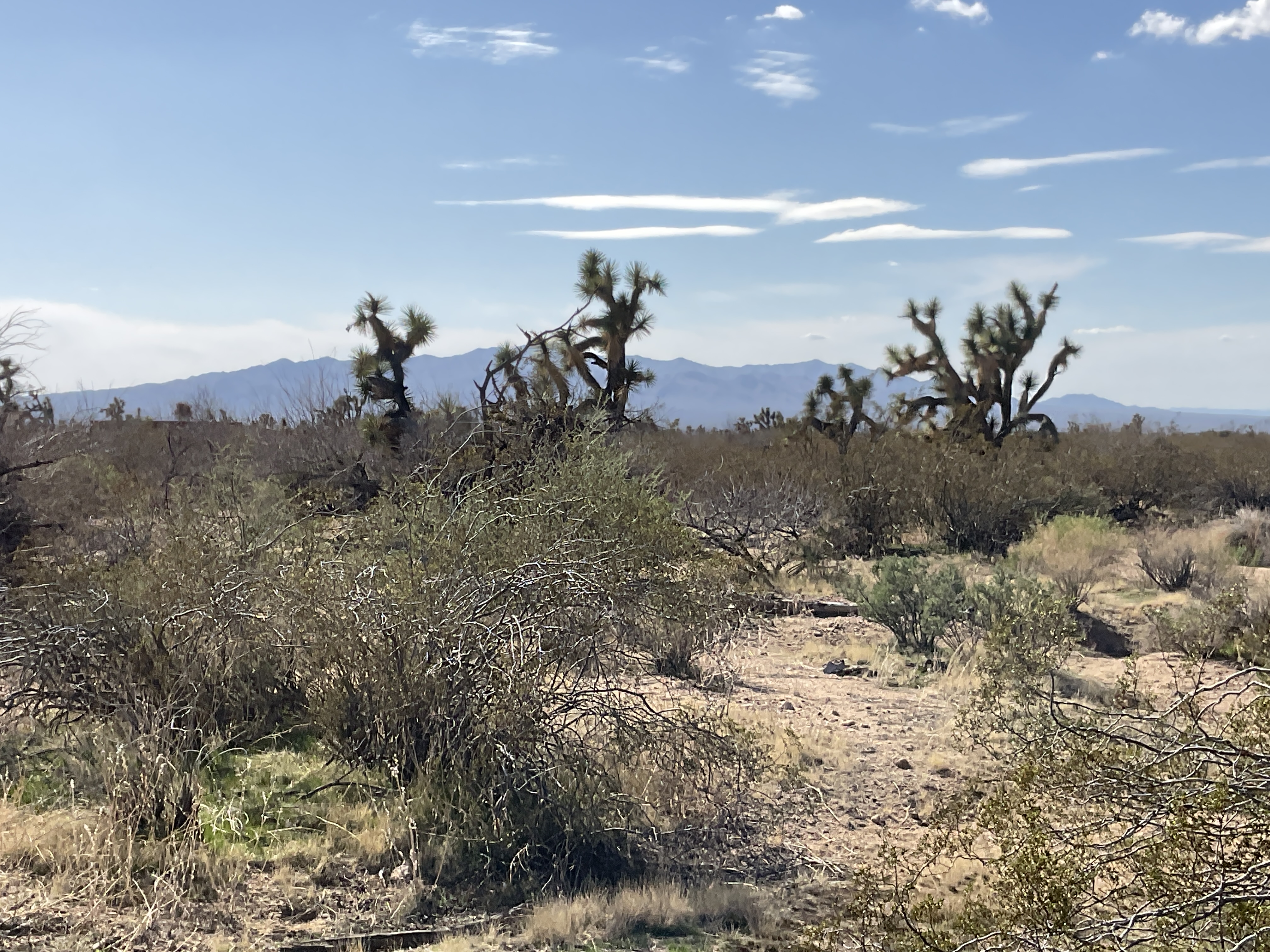 Land For Sale In Yucca, Arizona