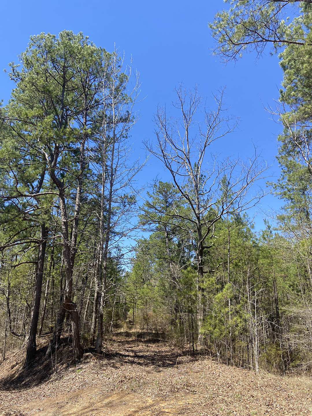 5 Acre Residential Lot in Lafayette County, MS