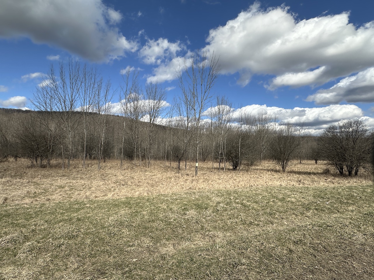 12 acres Recreational Land and Hunting Land in Grove NY County Road 15b with Financing Available