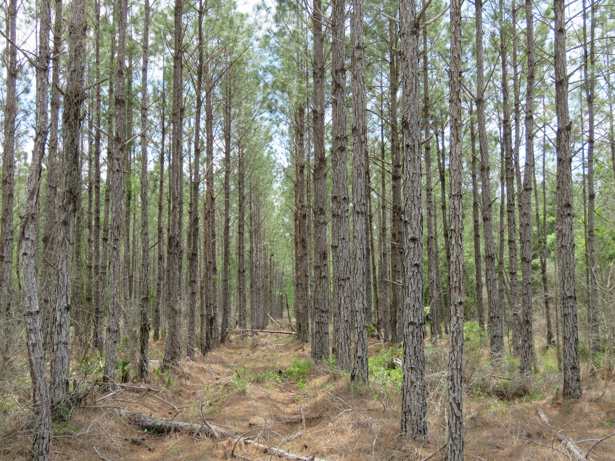 Waccasassa Flatwoods West Tract