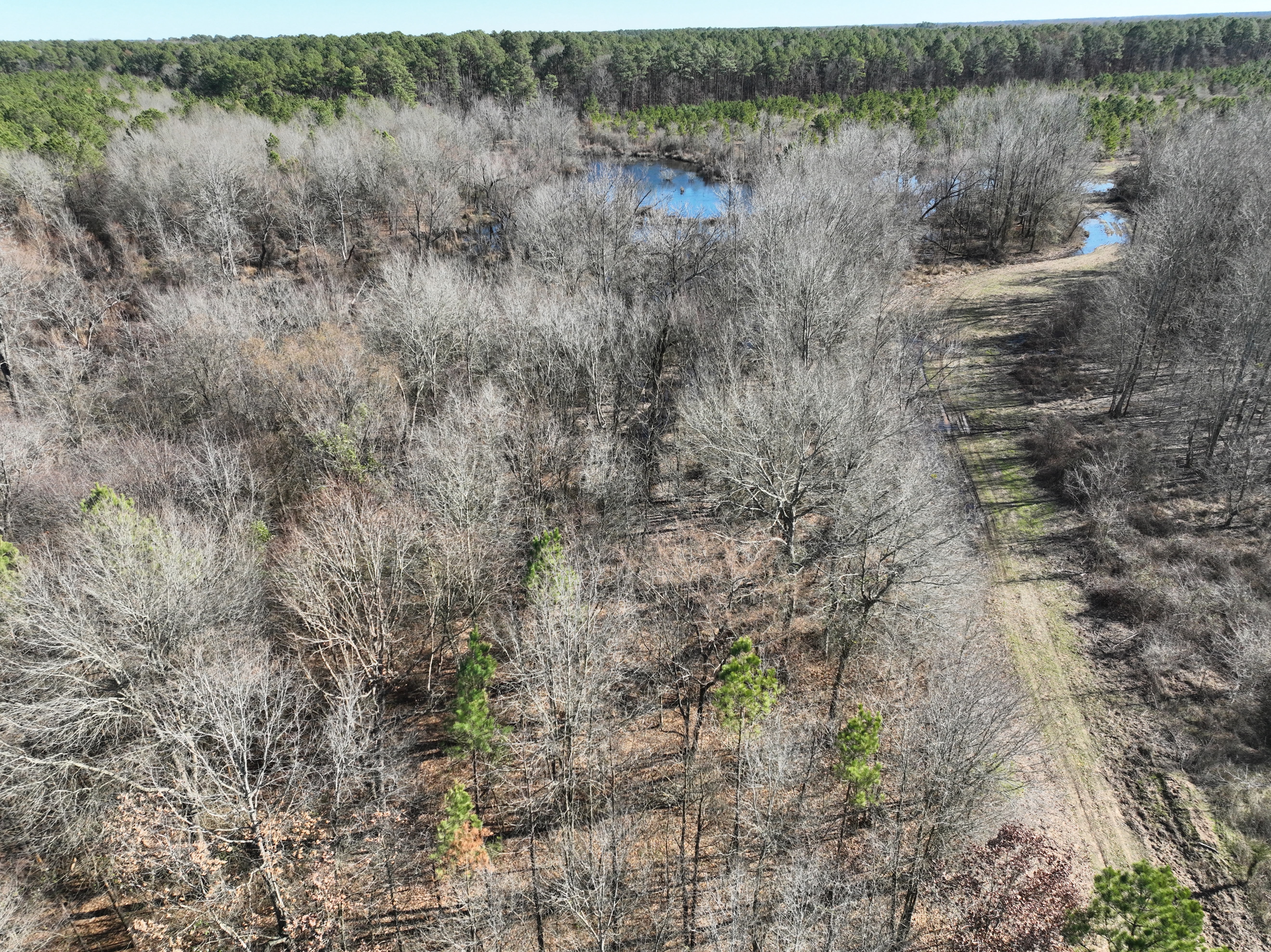 Pine Plantation / Duck Hunting Land for sale