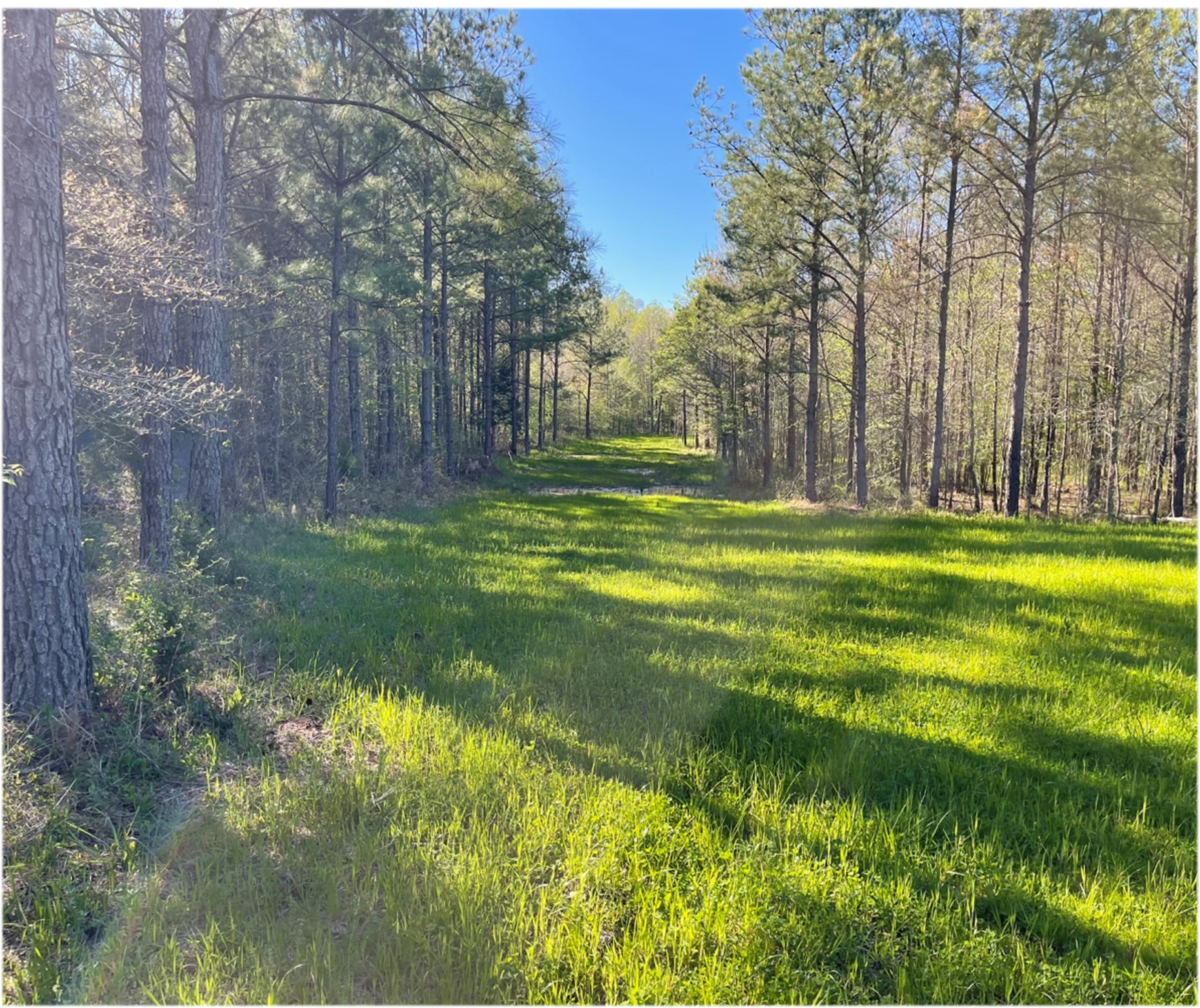 58 Acres in Choctaw County in Ackerman, MS 