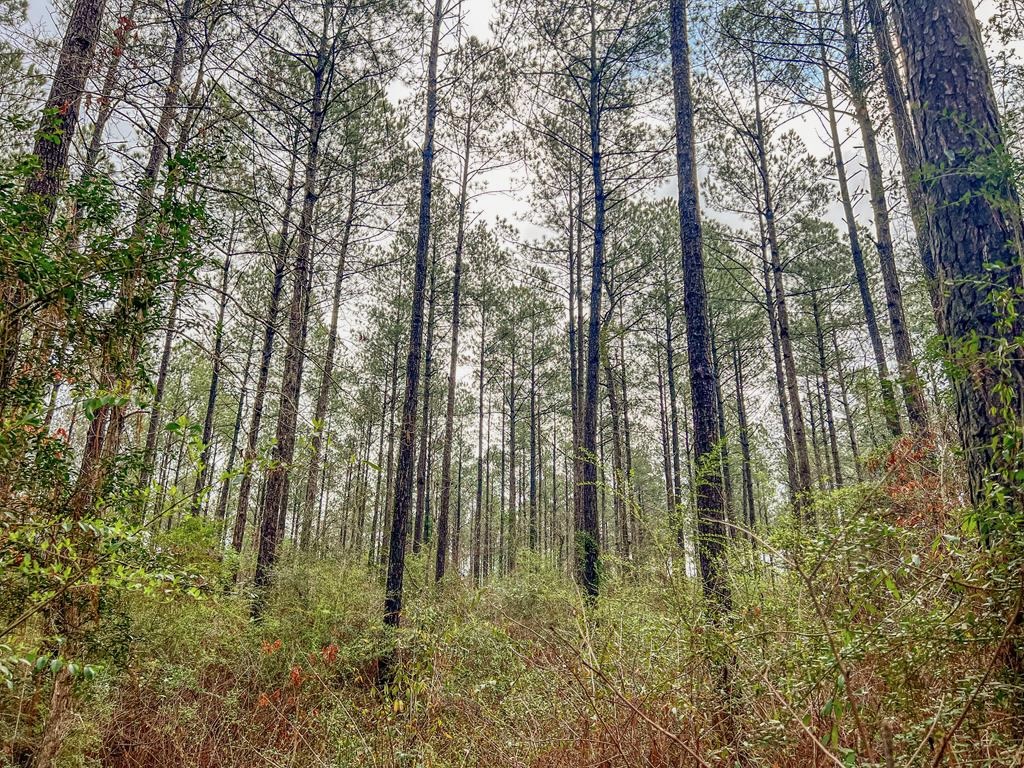 Hunting Land For Sale in Covington County, MS