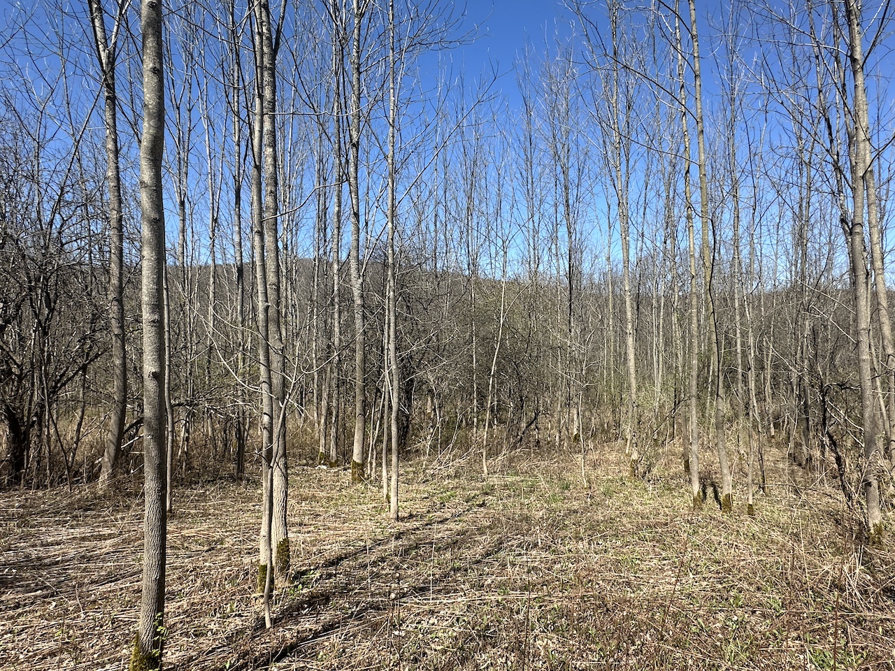 5 acres Recreational Land and Hunting Land with Creek in Grove NY CR15B