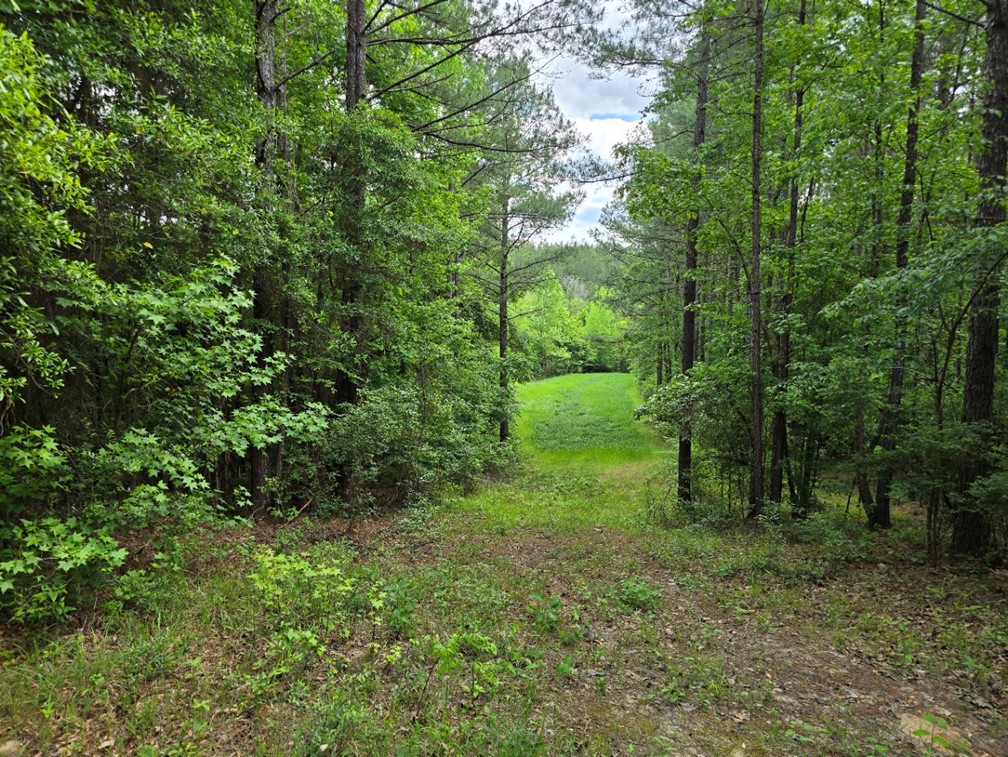 39.5 Acres in Franklin County in Roxie, MS