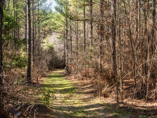 Timber Investment Montgomery County MS