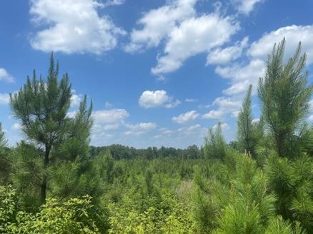 70.3 Acres in Madison County in Canton, MS