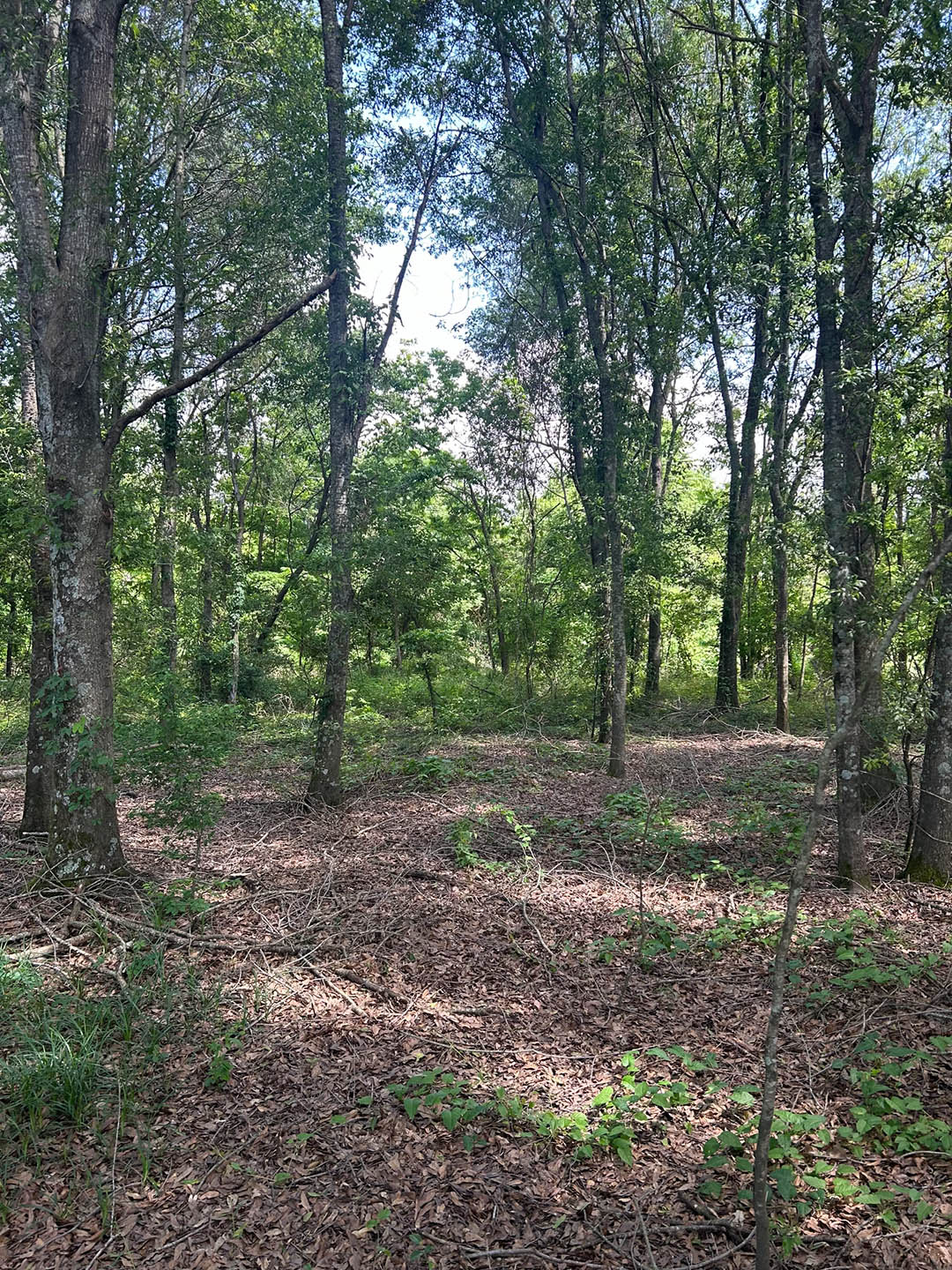1.05 Acre Residential Lot in Leflore County, MS