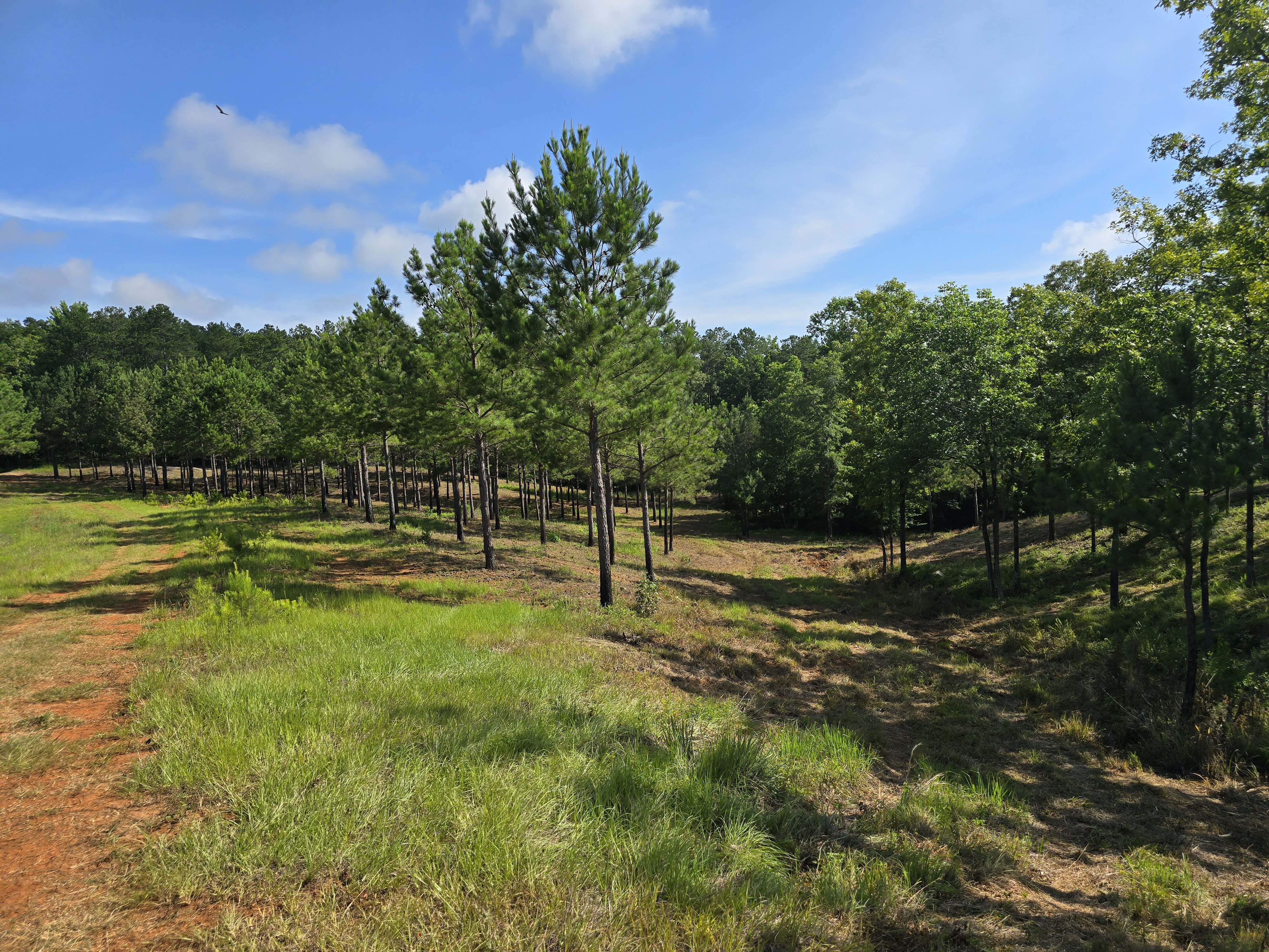 197.25 Ac Harris Co GA - So close to town, yet nothing but nature!