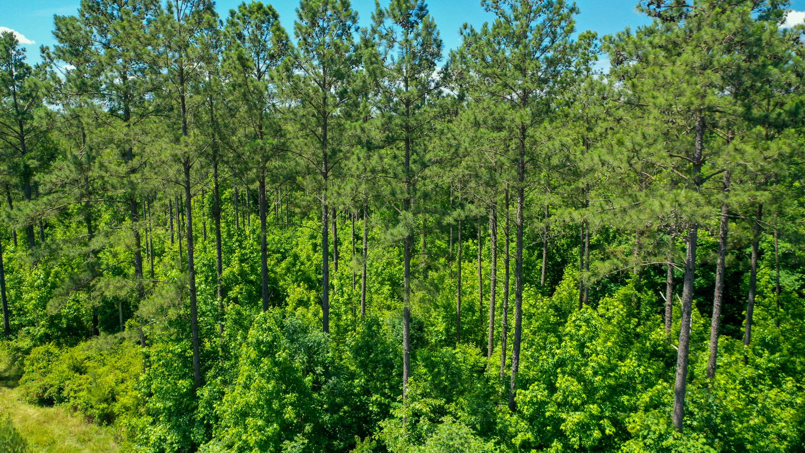 Hancock County Pines