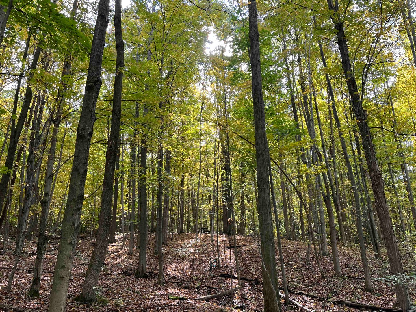 Land for Sale E. Swamp Road, Conesus, NY 14435 65.49 acres