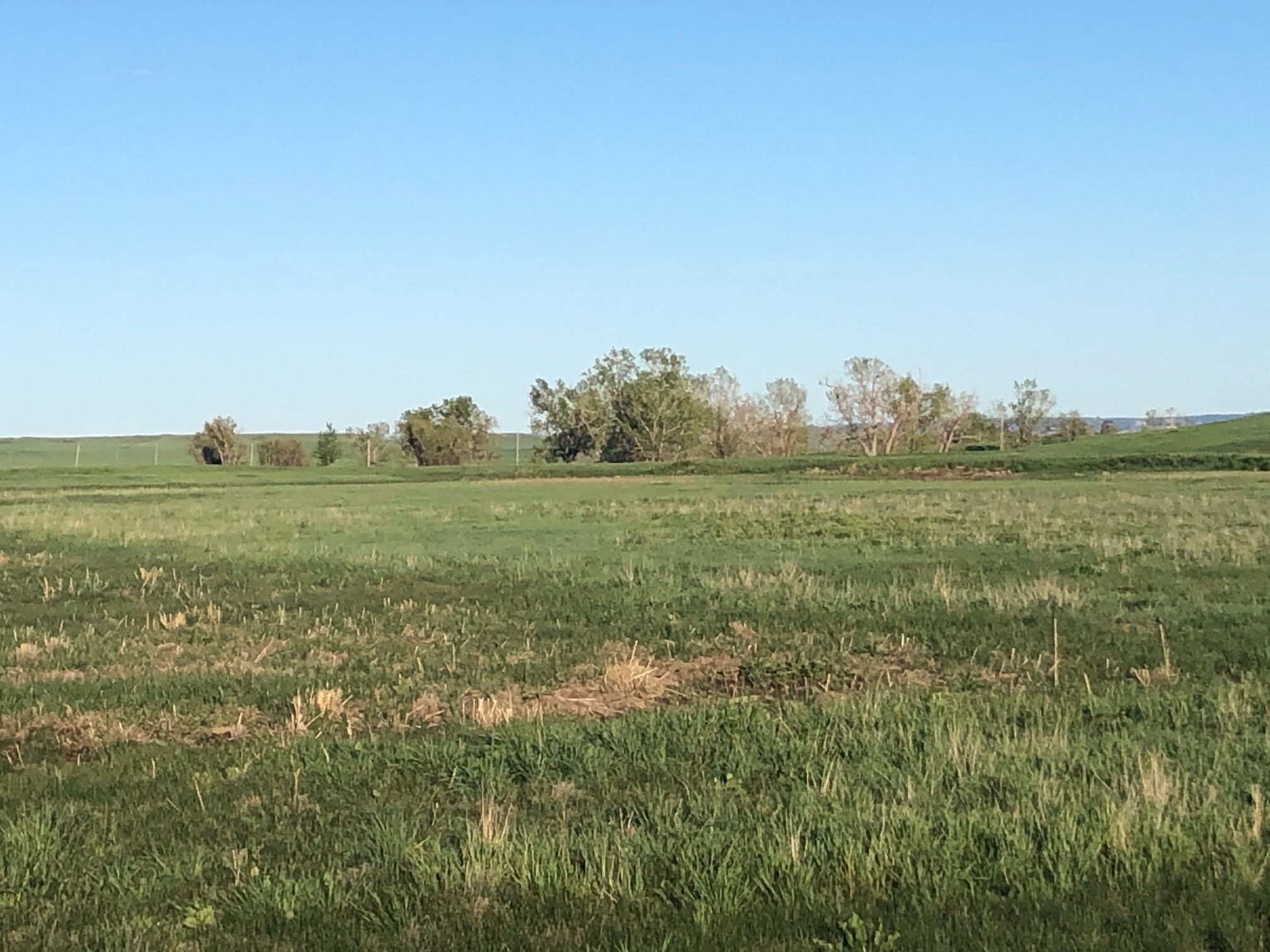 Western Nebraska Grass Pasture