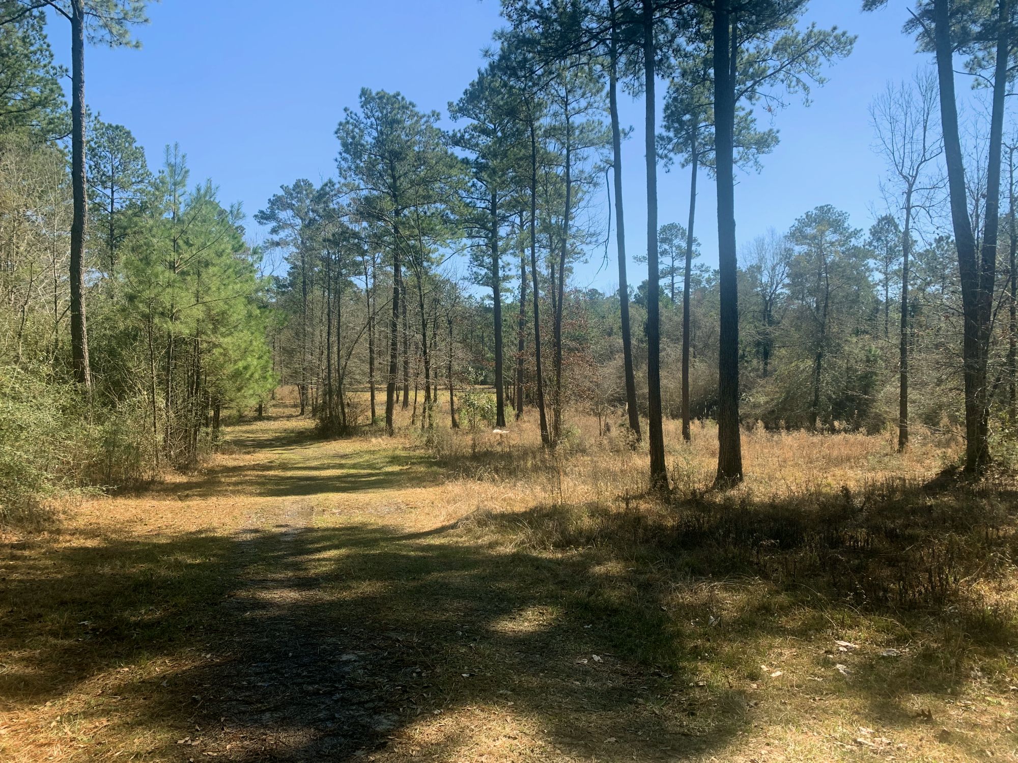 50 Acres Hunting Timber Land for Sale East Feliciana Parish