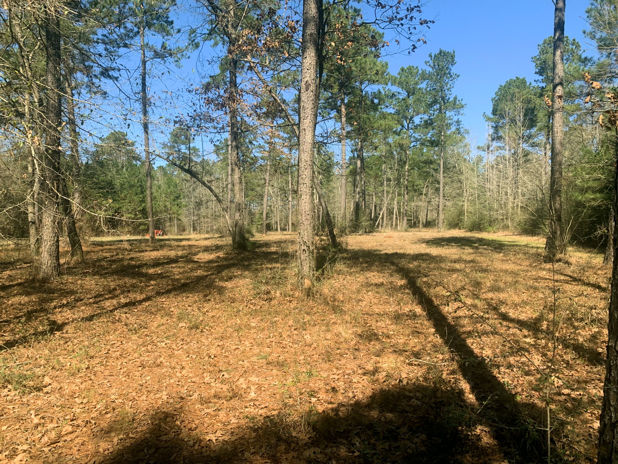 50 Acres Hunting Timber Land for Sale East Feliciana Parish