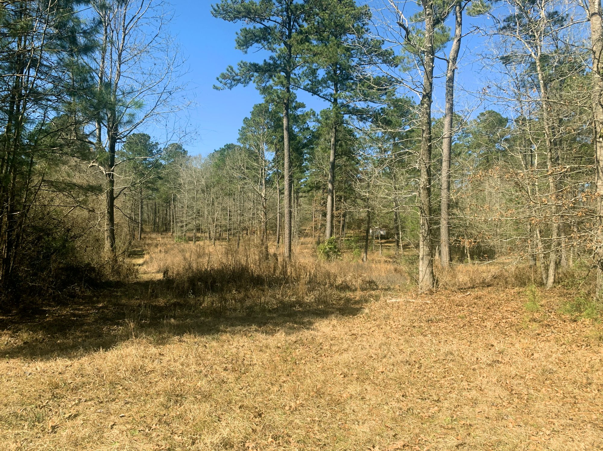 50 Acres Hunting Timber Land for Sale East Feliciana Parish