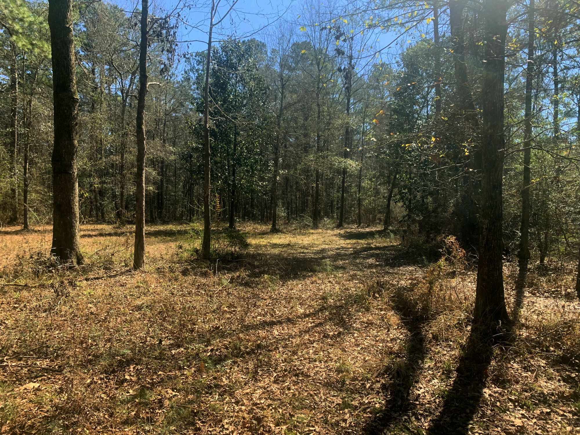 50 Acres Hunting Timber Land for Sale East Feliciana Parish