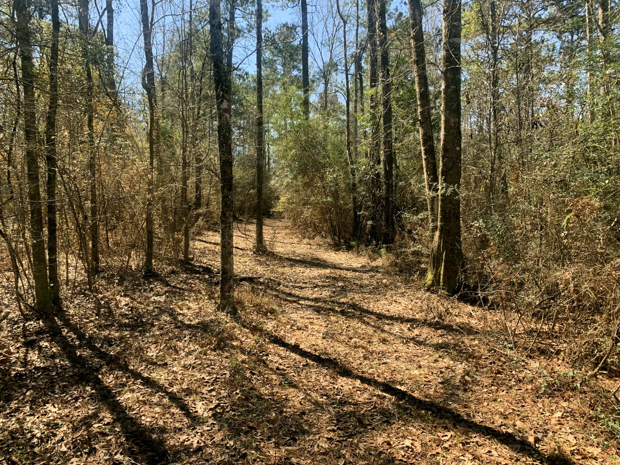 50 Acres Hunting Timber Land for Sale East Feliciana Parish