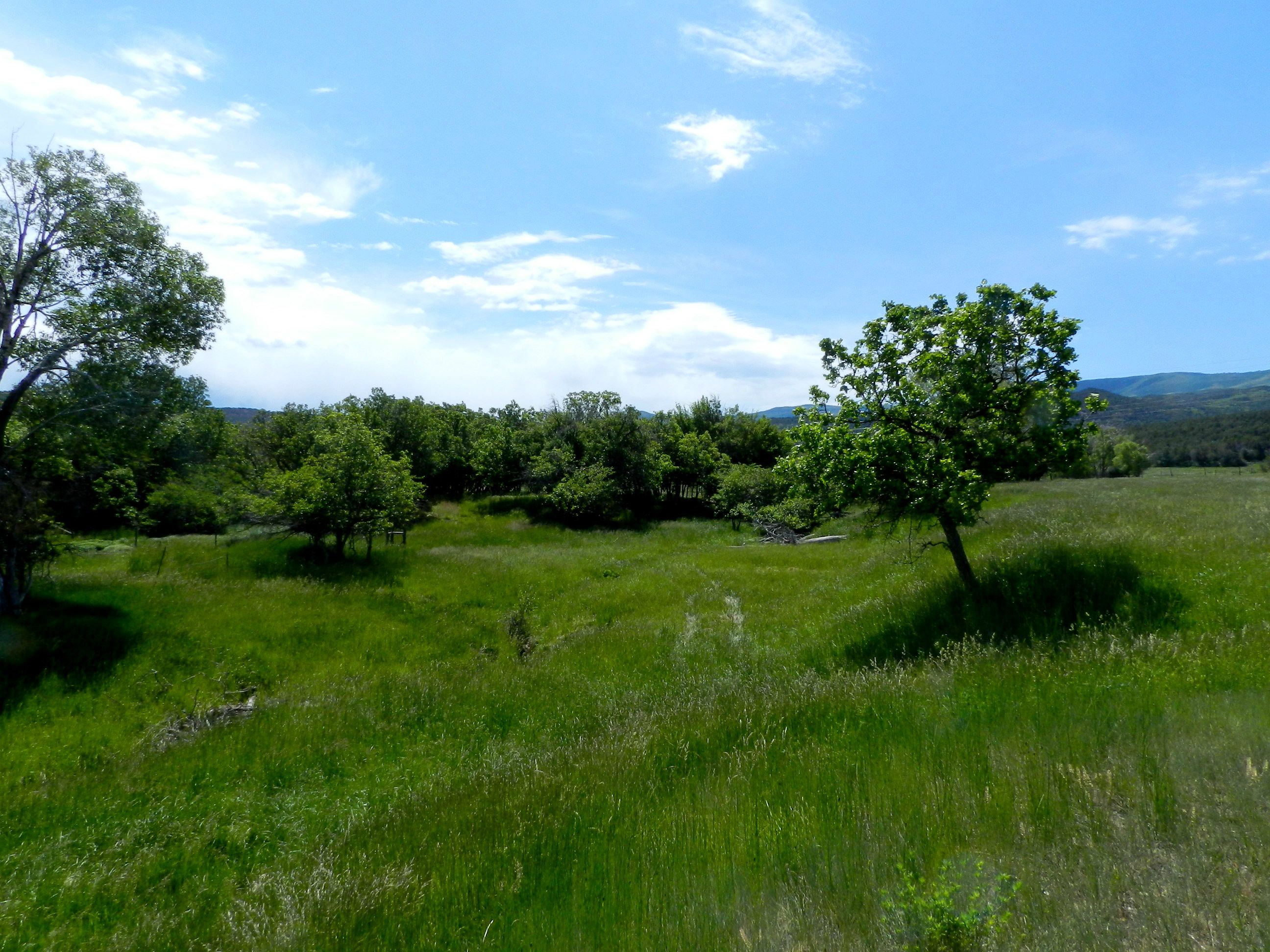 Irrigated land with creek and springs for sale