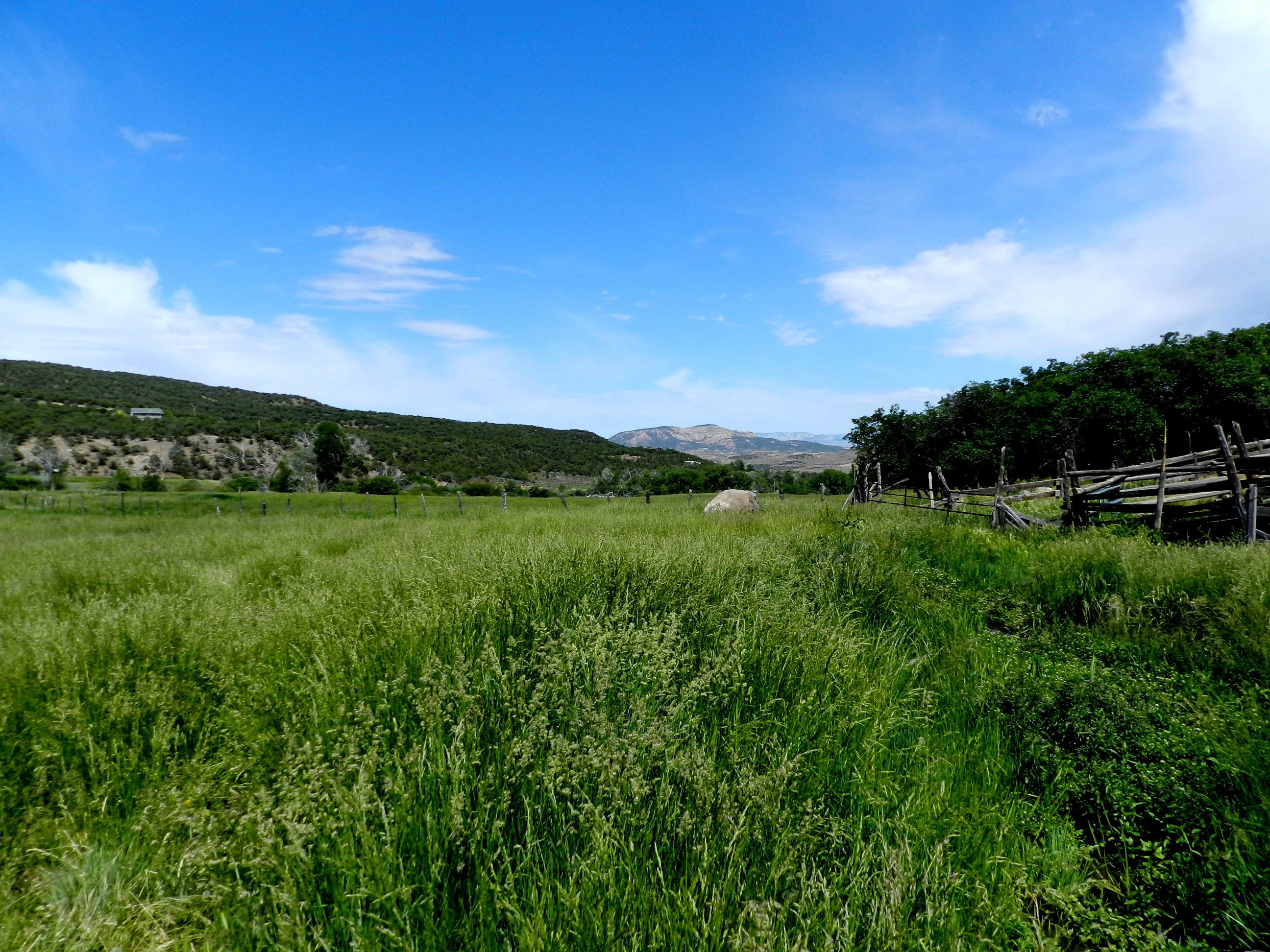 Irrigated land with creek and springs for sale