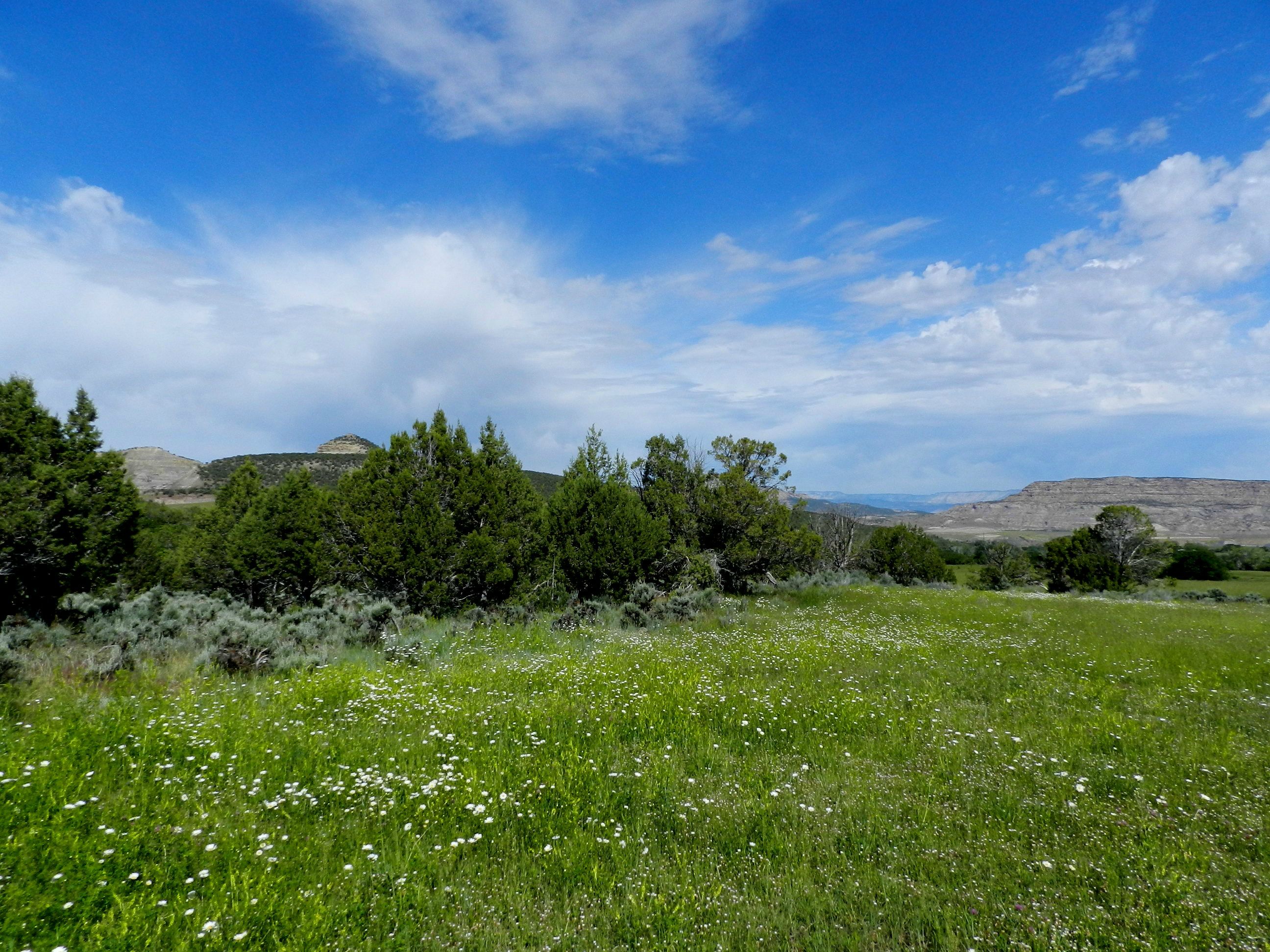 Irrigated land with creek and springs for sale