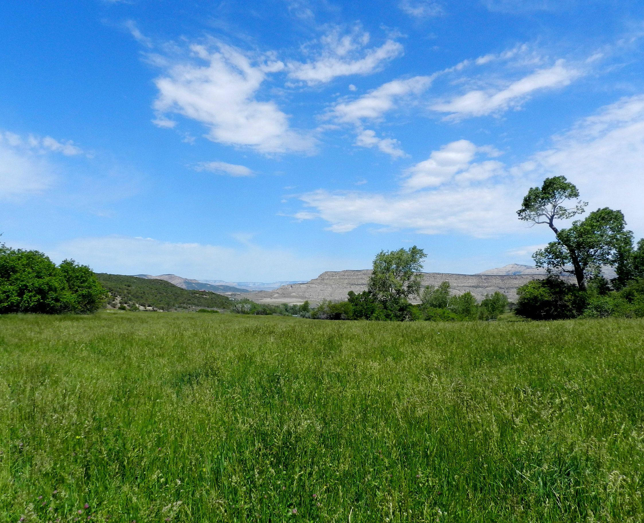 Irrigated land with creek and springs for sale