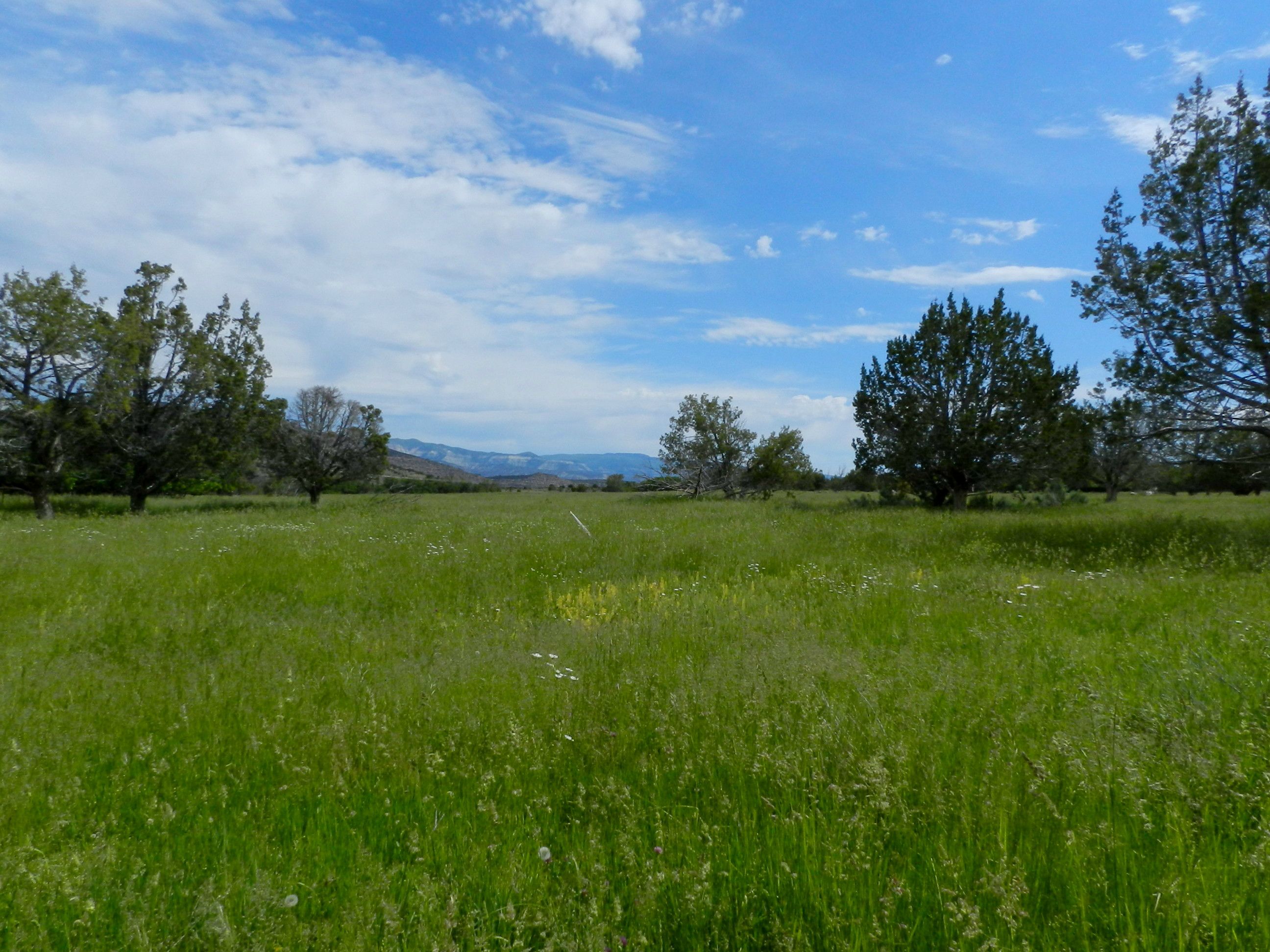 Irrigated land with creek and springs for sale
