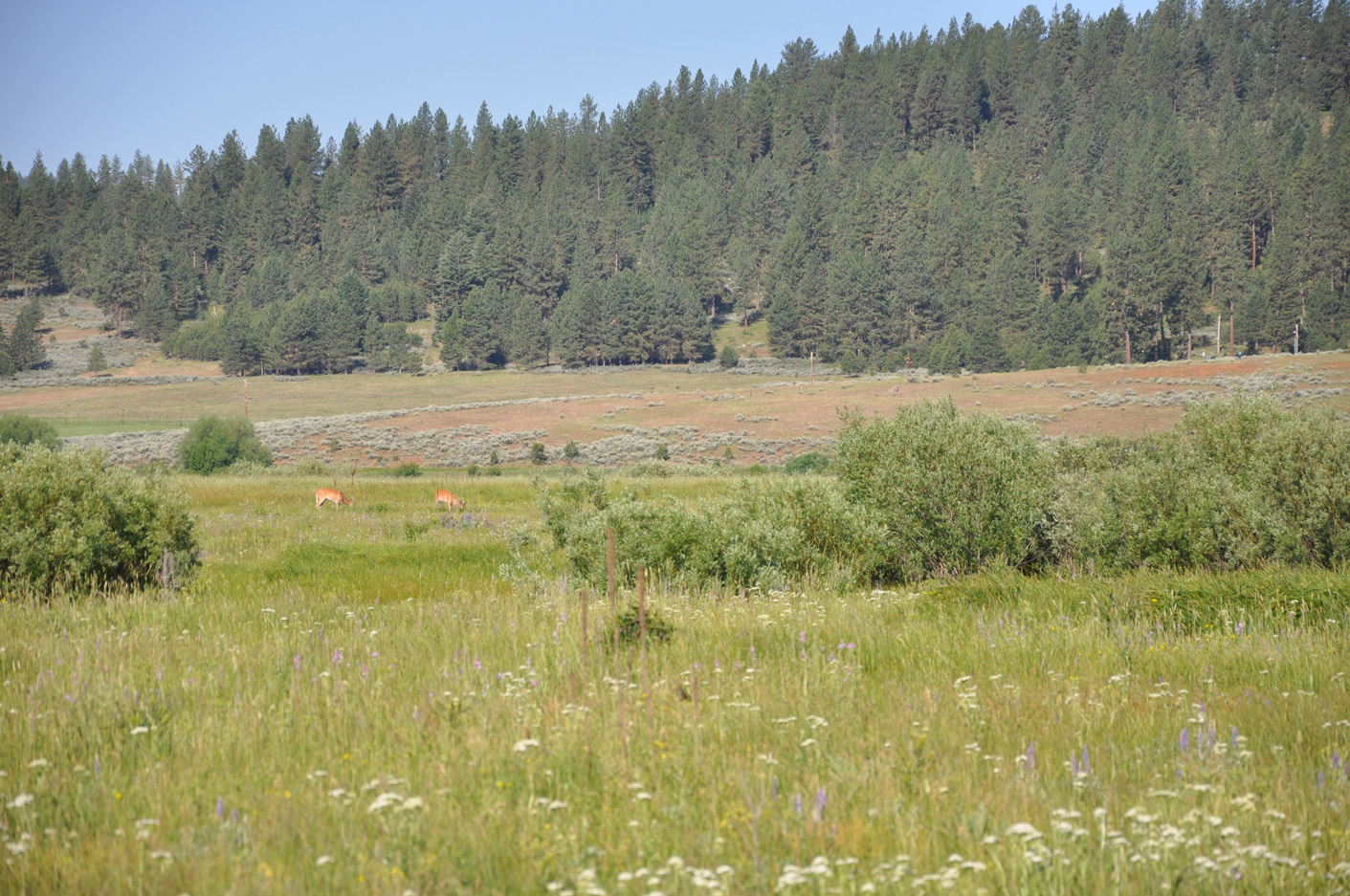 New Meadows River Ranch