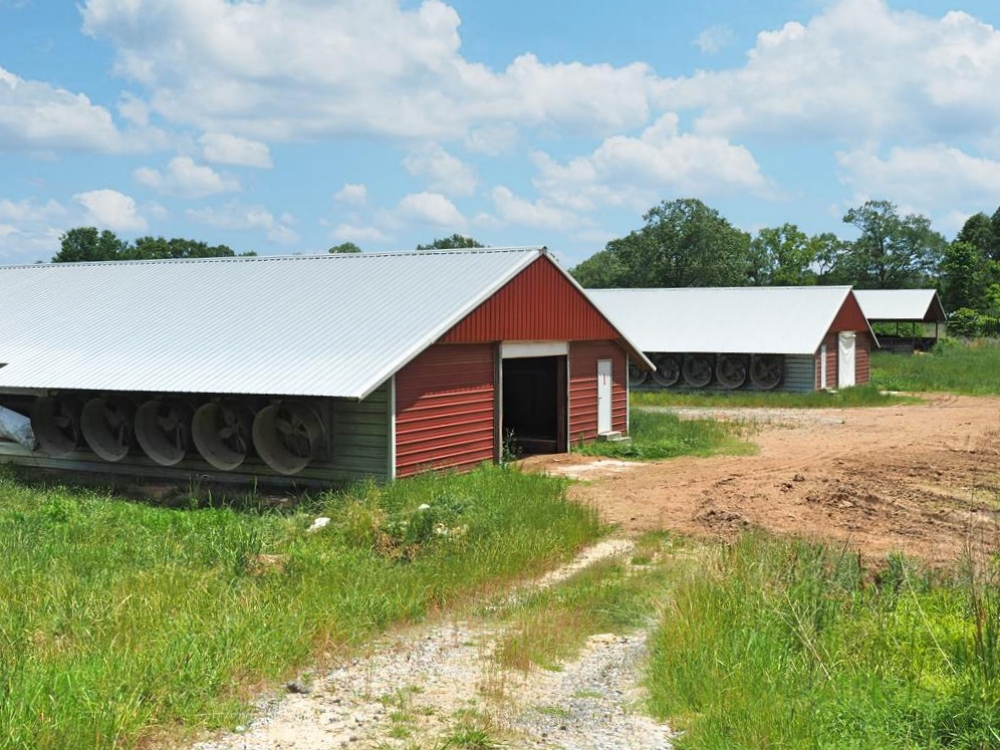 4 House Poultry Breeder Farm for Sale Jasper County, MS